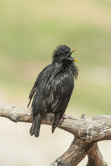 An adult Spotless Starling on a branch. Extremadura (Spain).