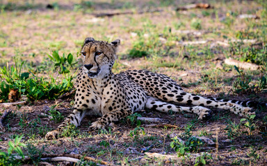 Cheetah watching closely for signs of danger