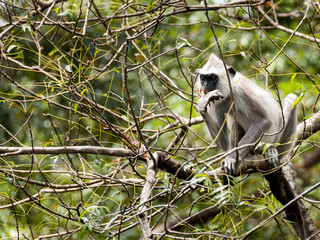 Monkey Sry lanka