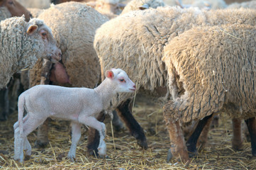 Naklejka premium a white suffolk lamb, a few days old, standing near sheeps