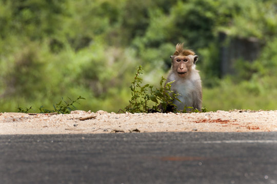 Monkey Sry lanka