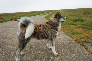 Akita Inu auf dem Weg