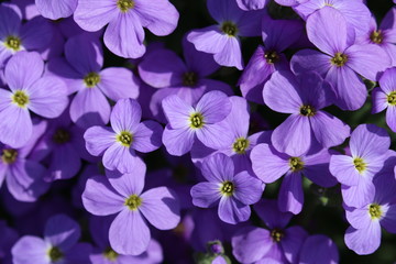 Blühendes Blaukissen Aubrieta