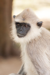 Monkey Sry lanka