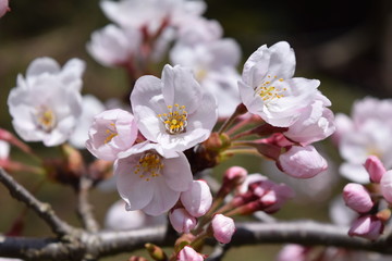 Obraz premium サクラ／満開の桜を撮影した、春イメージの写真です。