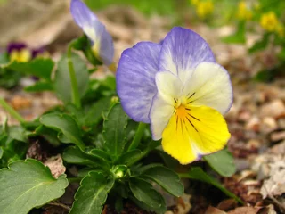blue pansies and stones