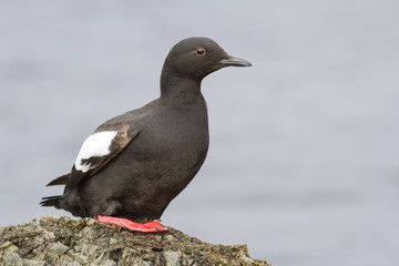 guillemot sitting on a rock on the shore of the Pacific Ocean in