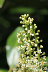 Lorbeerkirsche - Prunus laurocerasus