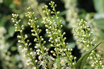 Lorbeerkirsche - Prunus laurocerasus