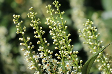 Lorbeerkirsche - Prunus laurocerasus