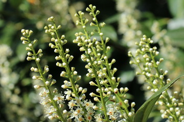 Lorbeerkirsche - Prunus laurocerasus