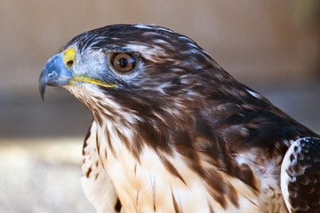 Perfil de un aguila de Harris. / animal 3508
