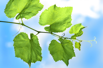 Young grape leaves
