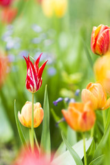 Grüße zum Muttertag, Freude, Glück: Buntes Blumenfeld