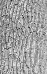 black and white photo of bark of tree