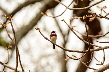 Chinspot Batis perched on the branch of a tree