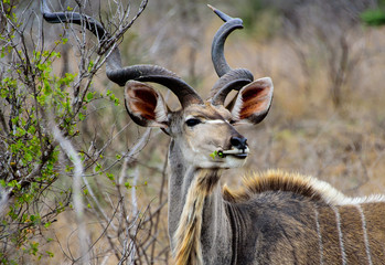 Head shot of a male Kudu's antlers