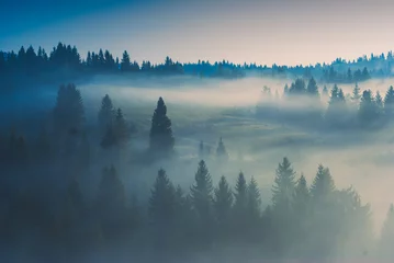Abwaschbare Fototapete Wald im Nebel Nebelhaftes Holz