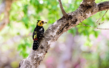 Fototapeta premium Crested Barbet on a tree trunk