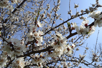 flowering apricot