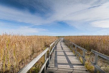 Obraz premium Autumn landscape