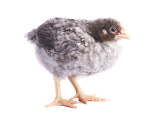 Grey chicken isolated on white background