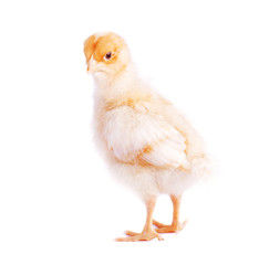 Yellow chicken standing isolated on white background