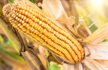 Ear of ripe corn