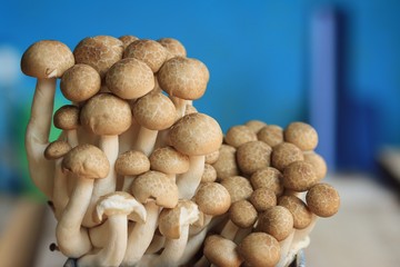 A lot mushroom black