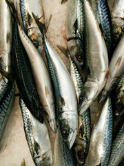 Obraz premium Saba fish on ice in market