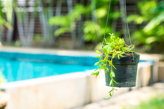 Hanging Baskets with swimming pool background