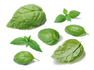 Fototapeta premium Basil leaves collection, different cultivars