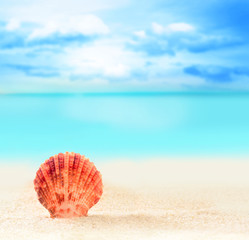 Summer beach. Seashell on the sand and ocean background.