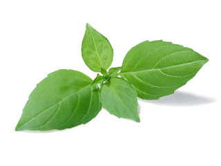 Spice globe basil leaves