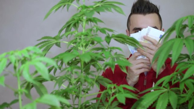 Successful man with Cannabis plants and Euro banknotes.