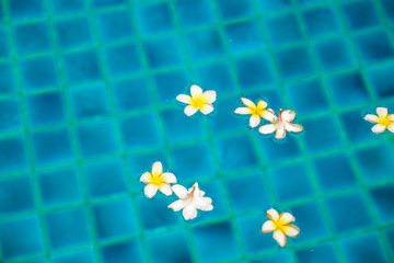 Peaceful Plumeria Flowers Floating on Clear Rippling Water