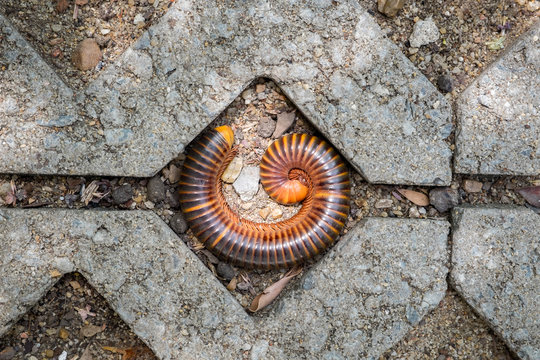 Millipede on walkway