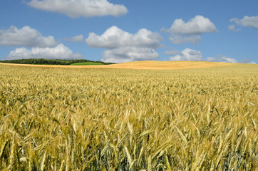 Barley field in summer