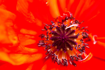 Closeup of the blooming red poppy flower