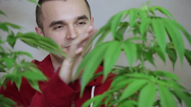 Pleased man touching his cultivated Cannabis plants.