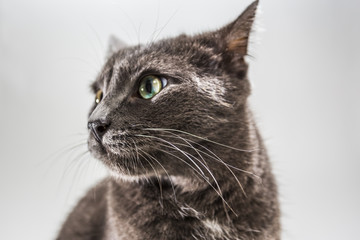 Small Cat in a Bright Studio Environment
