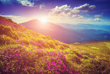 Fototapeta na wymiar Sunrise in a flowering valley