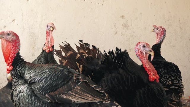 Flock of adult turkey birds on a farm, turkey poultry farming in closed space.