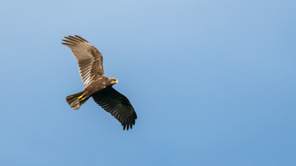 Rohrweihe (Circus aeruginosus) Weibchen im Flug in der freien Natur
