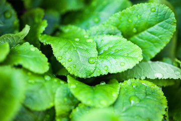 Plakat Green leaves with dew drops