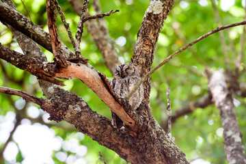 Fototapeta premium Scops Owl at rest