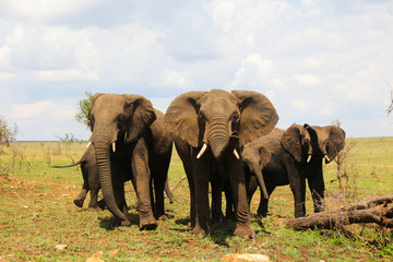 Elephant family in the Serengeti