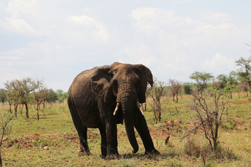 Elephant in the Serengeti