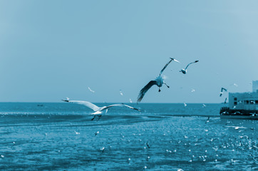 blurry focus seagulls fly on the sea, staining image