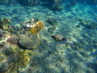 Topical fishes of coral reef, Philippines